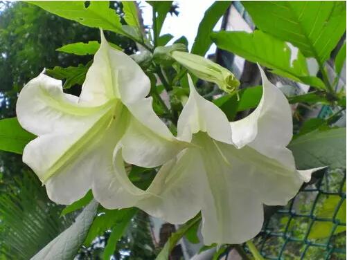 花兒雖美，引入室內(nèi)需謹(jǐn)慎