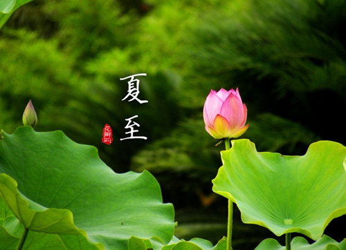 荷風(fēng)送香氣，南方迎高溫